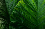 Plant Leaves 