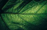 Cover Pic
