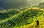 Mu Cang Chai, Vietnam landscape terraced rice field near Sapa. Mu Cang Chai rice fields stretching across mountainside in Vietnam.